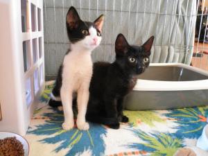 37668051_1015139728660544_2536756346720616448_n